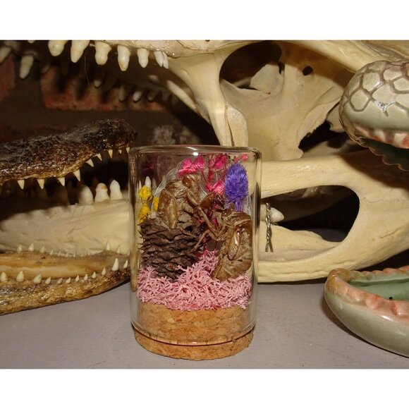 Cicada Skin in Pinecone Nature Art Oddity Jar flower goth curiosity taxidermy - Picture 8 of 10